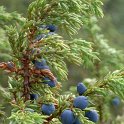 Juniperus communis
